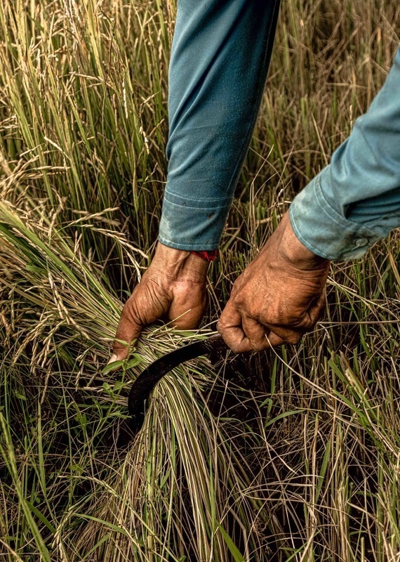 a man cutting rice crops at Zannier Phum Baitang