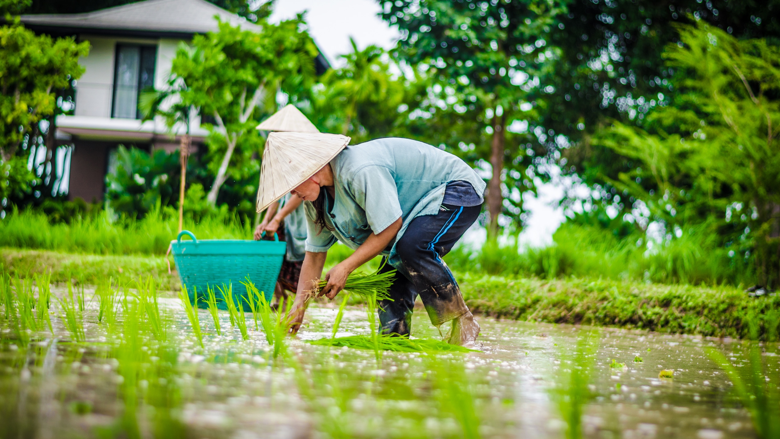 river-resort-rice-harvesting