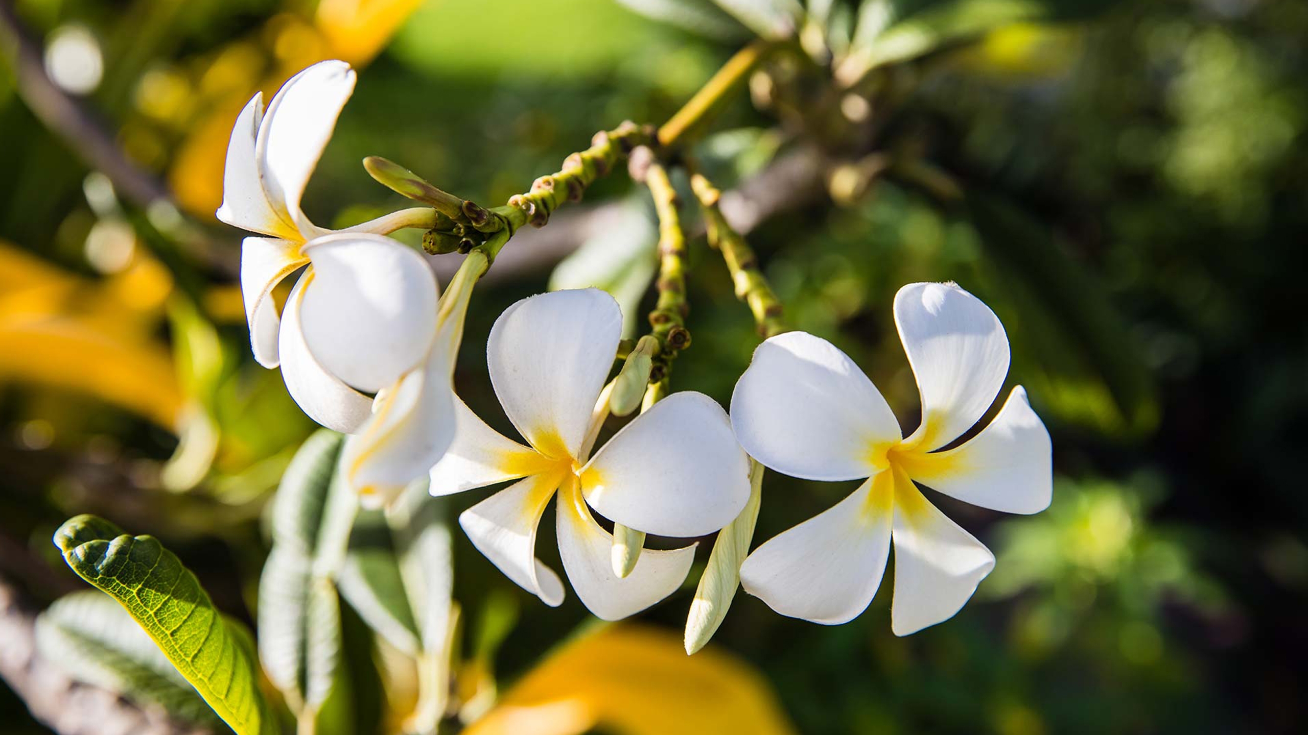 kokomo-private-island-frangipane
