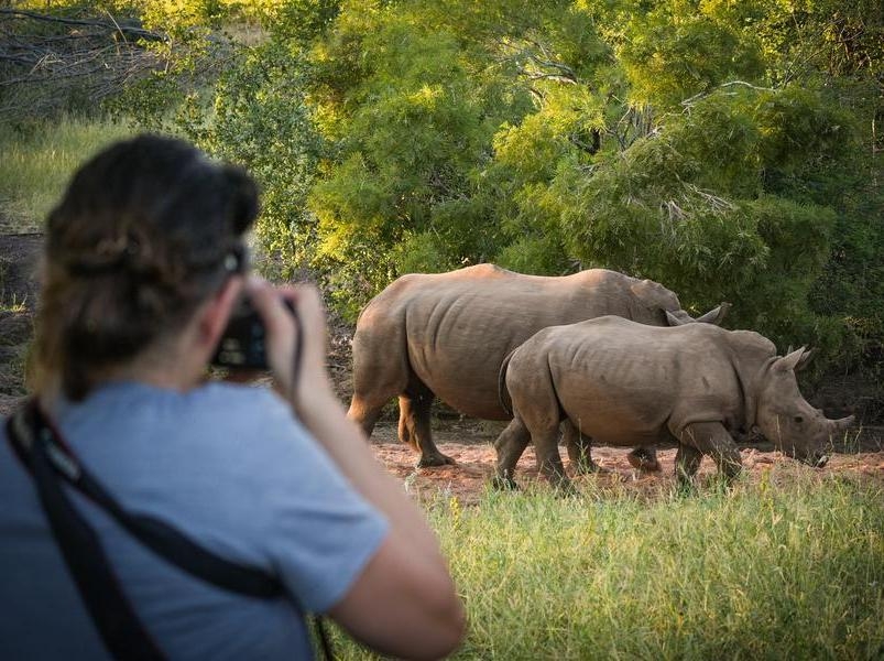 A person photographing two rare white rhinos.
