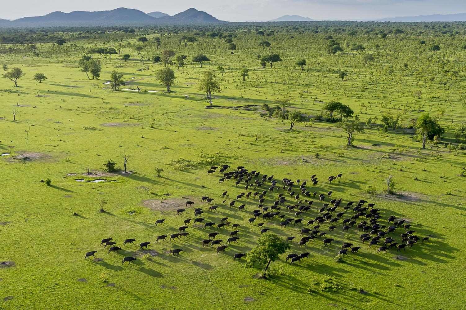 An aerial view of buffalos.