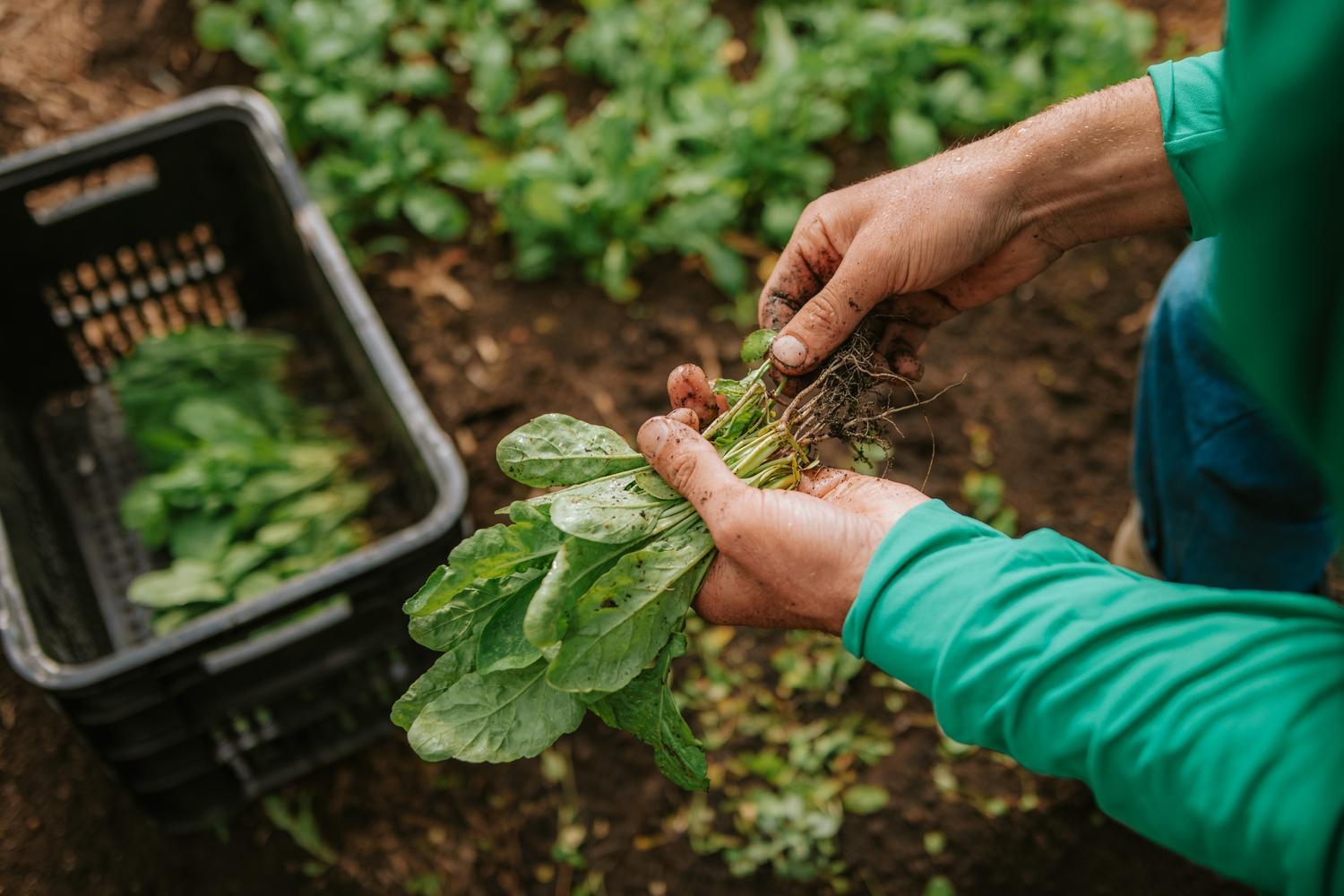 Growing vegetables at Fazenda Bananal