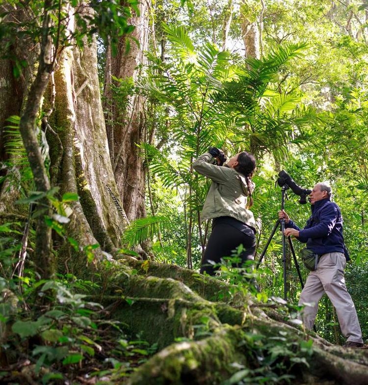 A group of people searching for birds with binoculars in a lush forest.