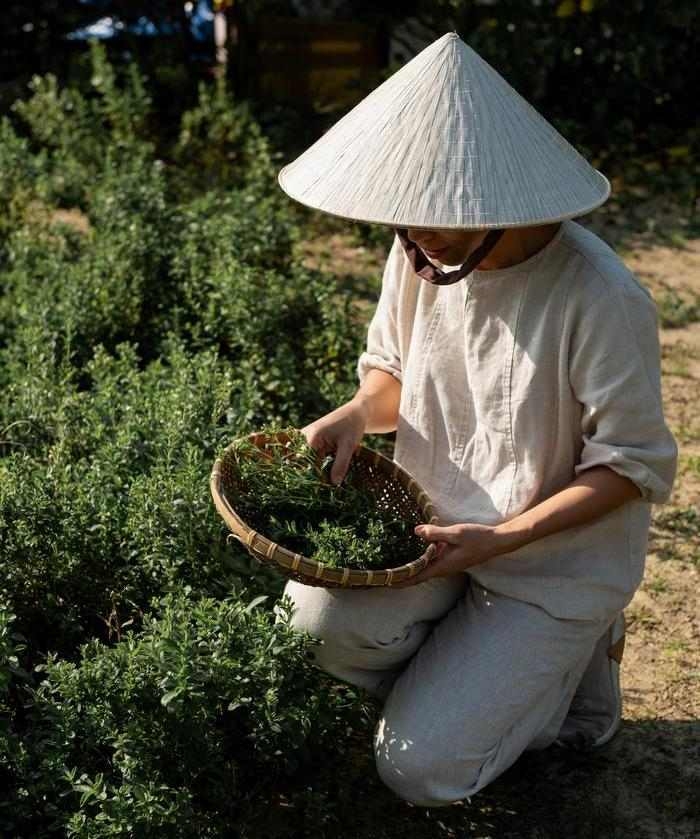 A person in a conical hat picking fresh herbs in a garden at Namia River Retreat.