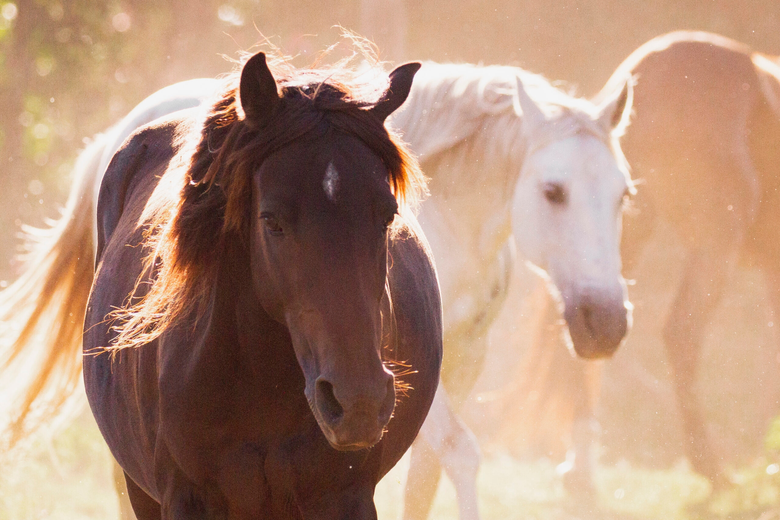 Two horses, one black and one white in sunlit dust.