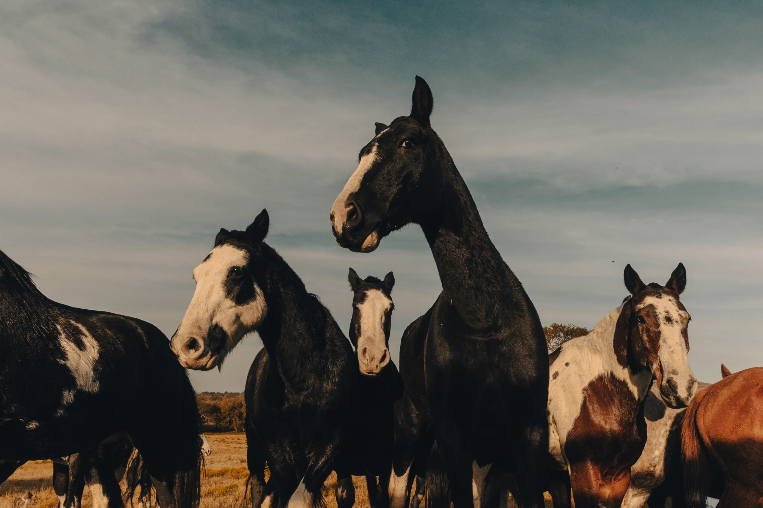 Herd of horses with varied coat patterns standing under a clear sky.
