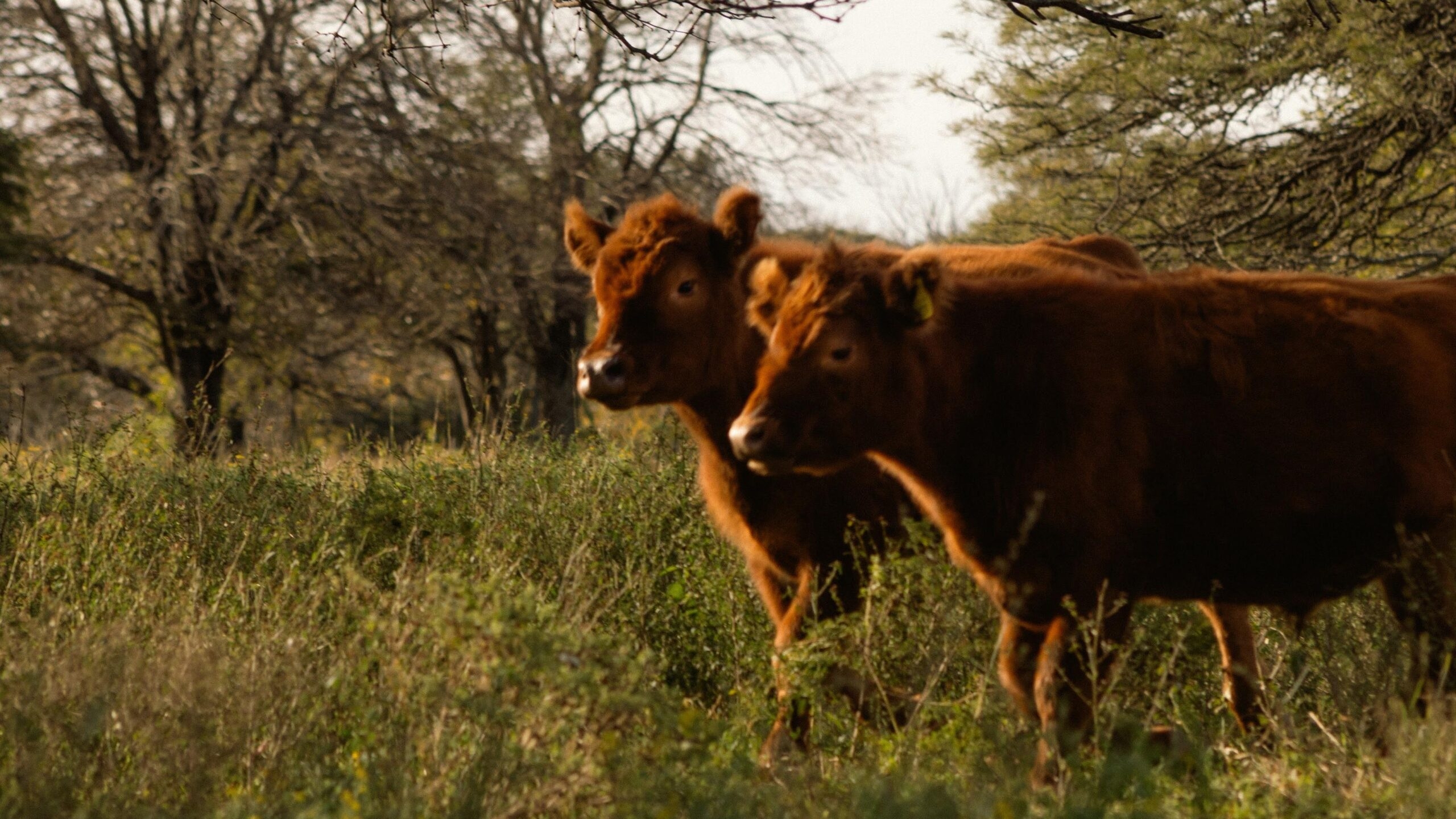Two brown cows standing in a sunlit field with trees in the background.