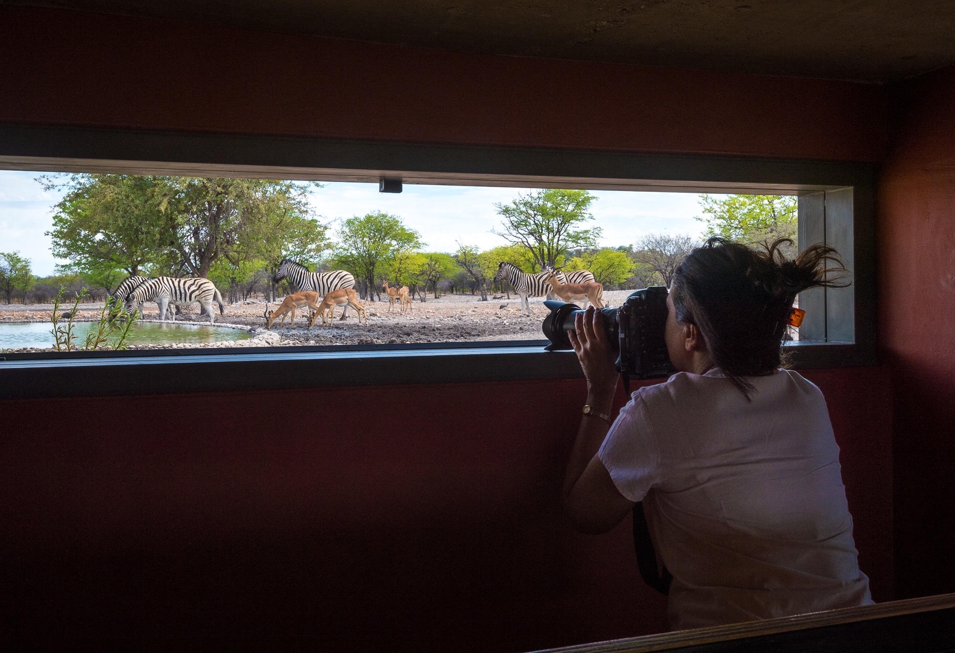 Person photographing zebras through a viewing window.