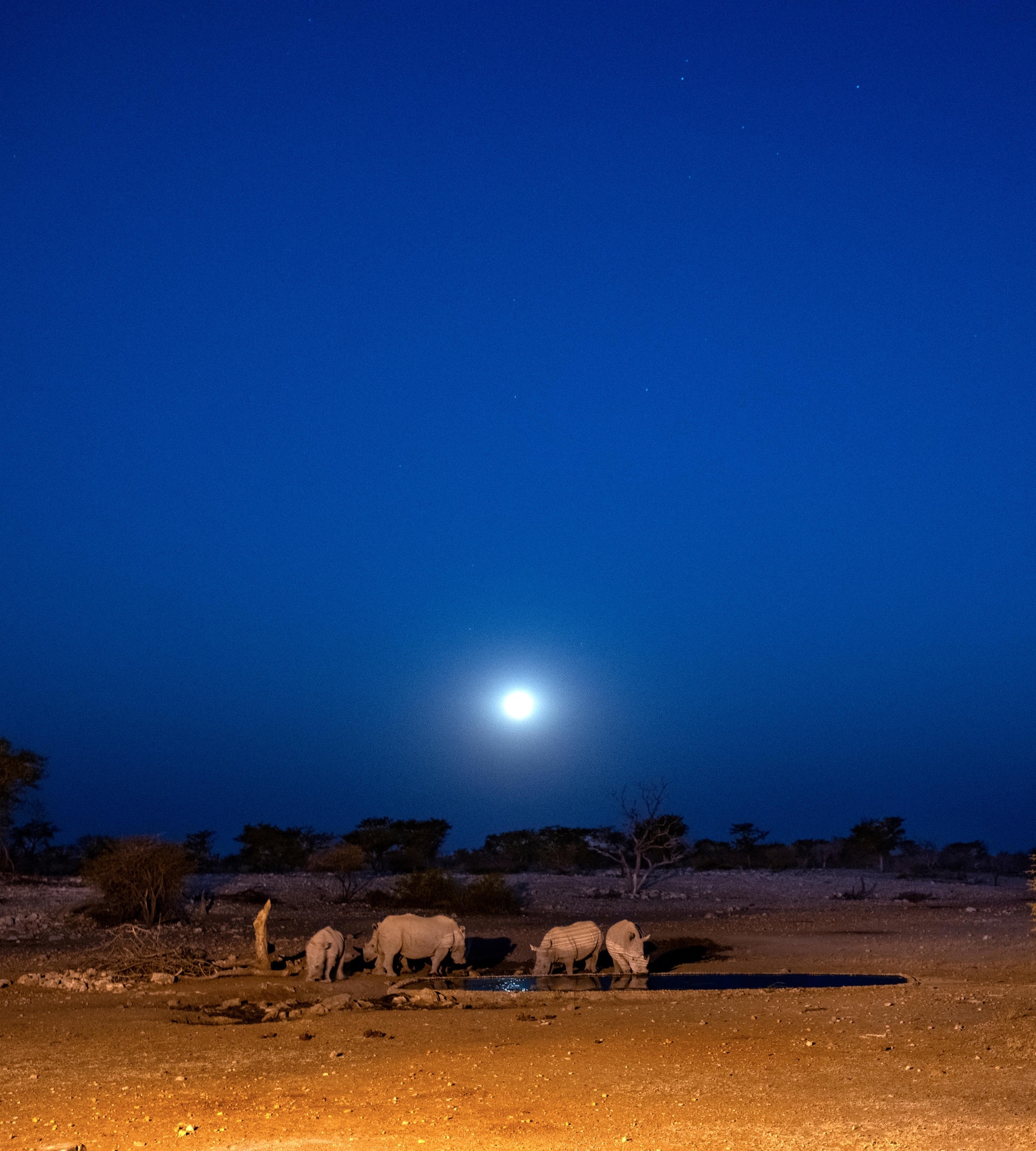 Rhinos by a waterhole under a night sky with a bright moon.