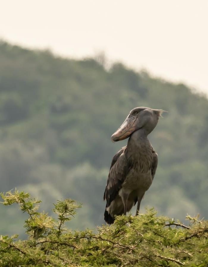 A shoebill rare bird wildlife example of what could be seen at Wilderness Magashi Peninsula