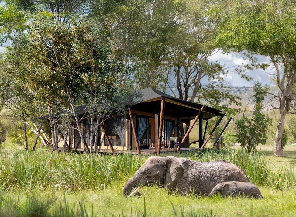 The exterior of a guest tent at Wilderness Mara with elephants in the foreground.
