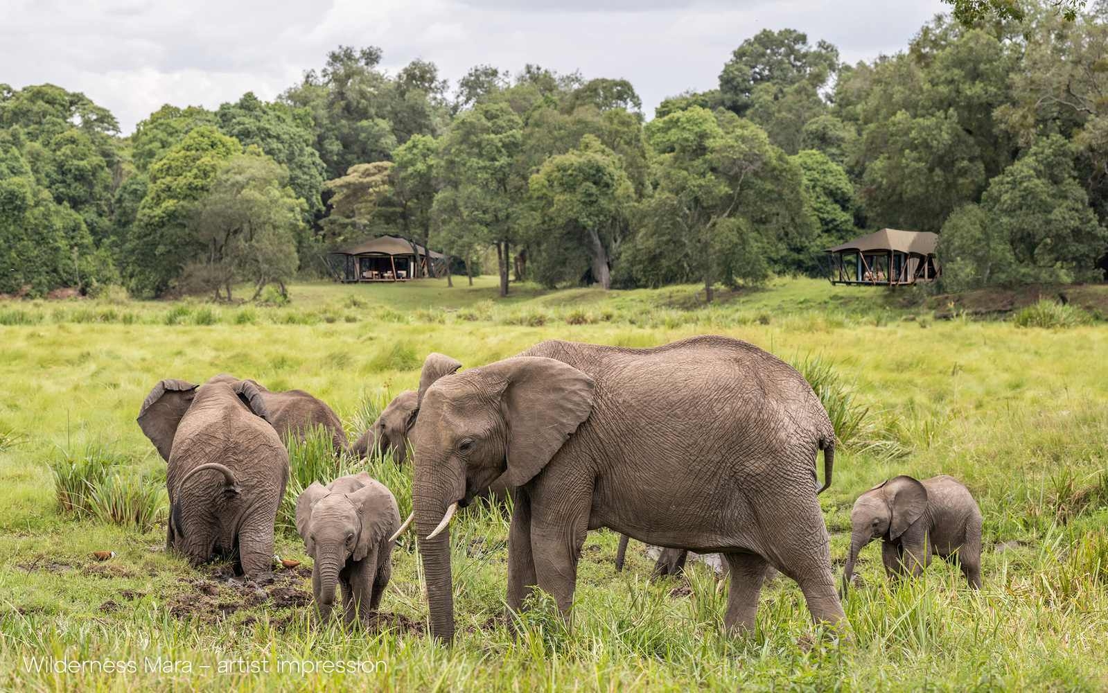 The exterior of two guest tents at Wilderness Mara with elephants in the foreground.