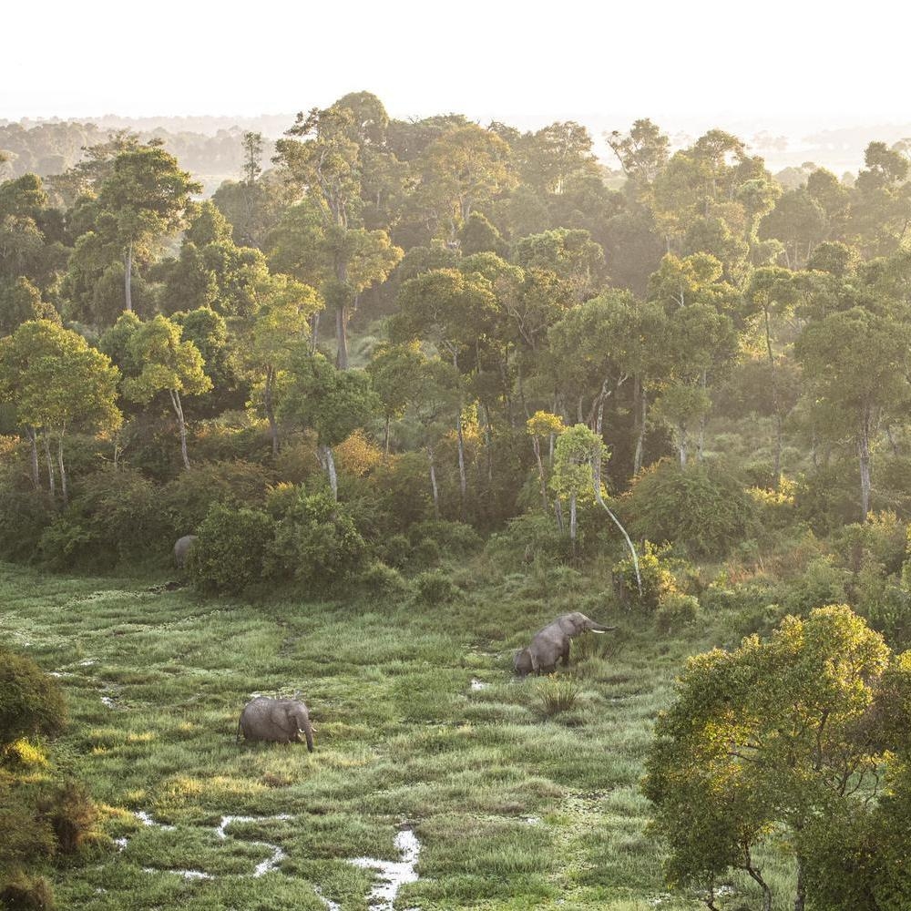 Elephants roaming a marsh.