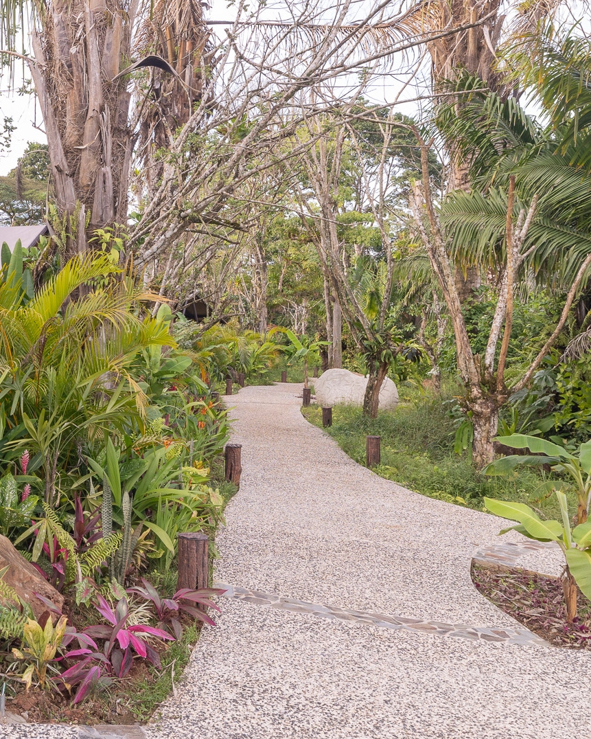 A grey paved walkway leading through gardens of ferns, green trees and pink flowers.