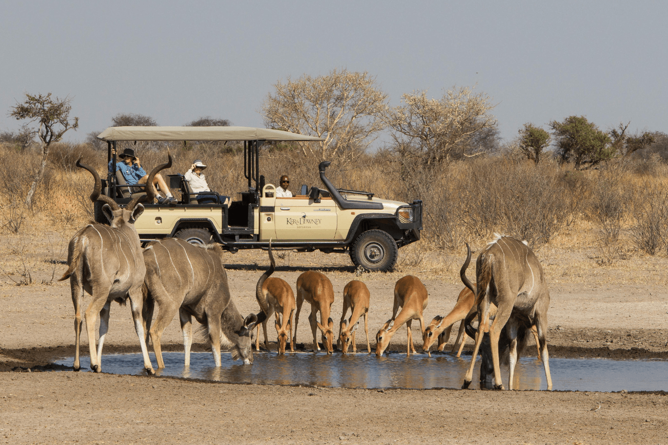 A safari vehicle with guests watching kudu and impala drinking at a waterhole on the Dinaka Botswana property.