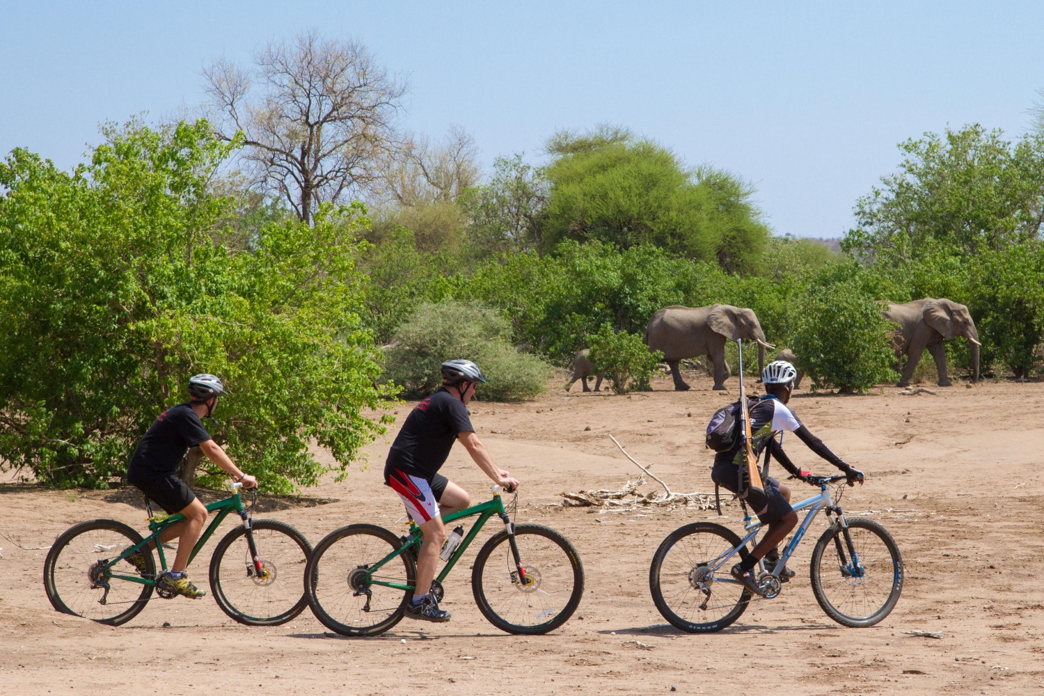Three people on mountain bikes cycling through an open dirt path with a herd of elephants walking through green trees in the background.