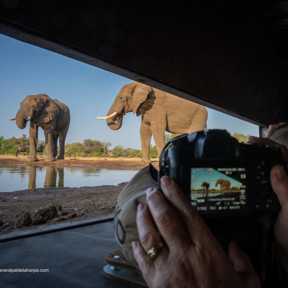 Close up of a pair of hands holding a digital camera with the screen on, pointed out of a safari vehicle at two large elephants standing next to a water hole.