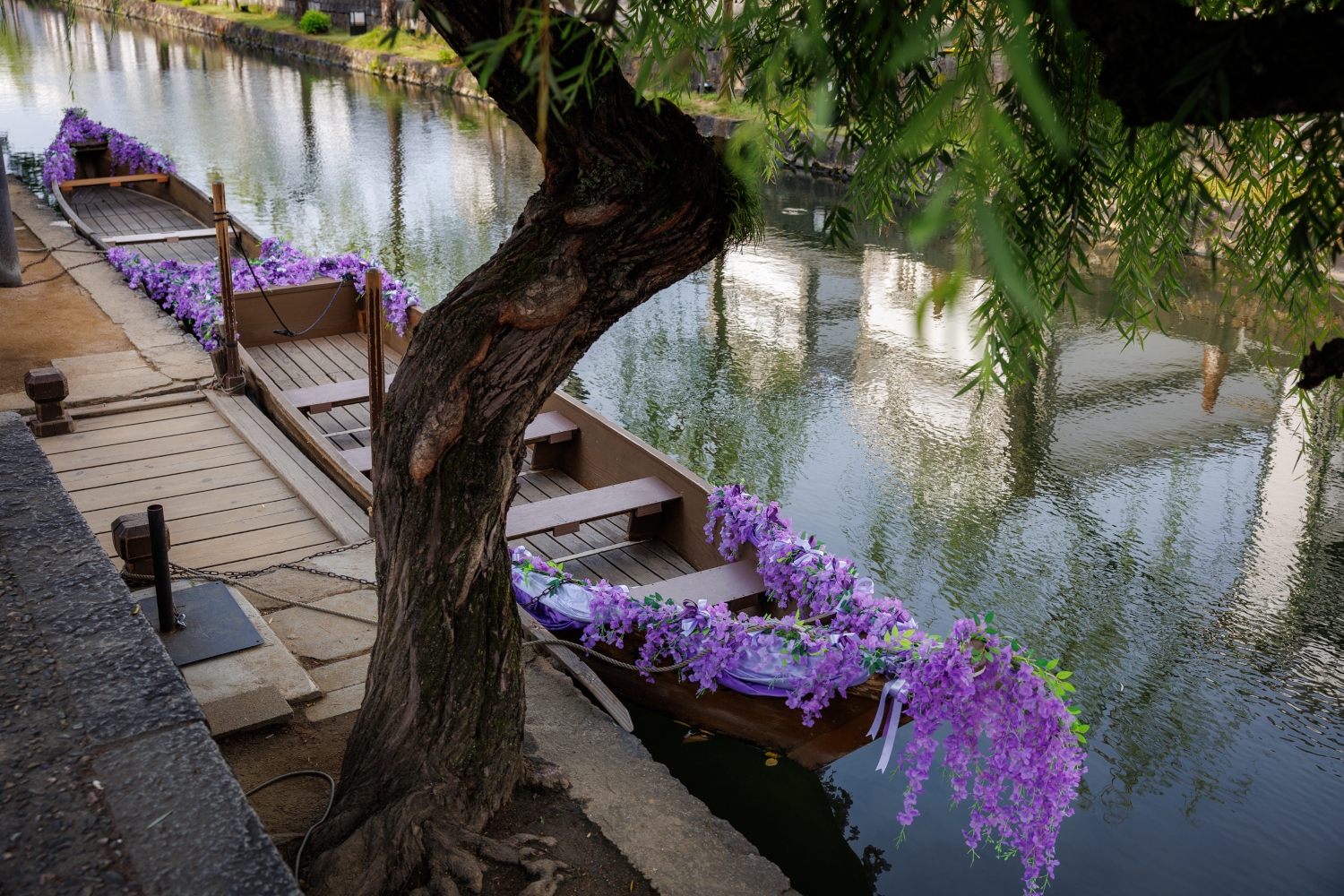 Canal with an old tree and a wooden boat with purple flowers hanging off the front.