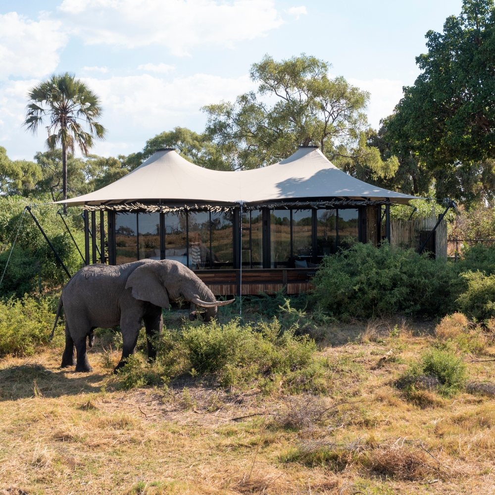 An elephant stands in front of a safari tent with glass windows and trees behind it.