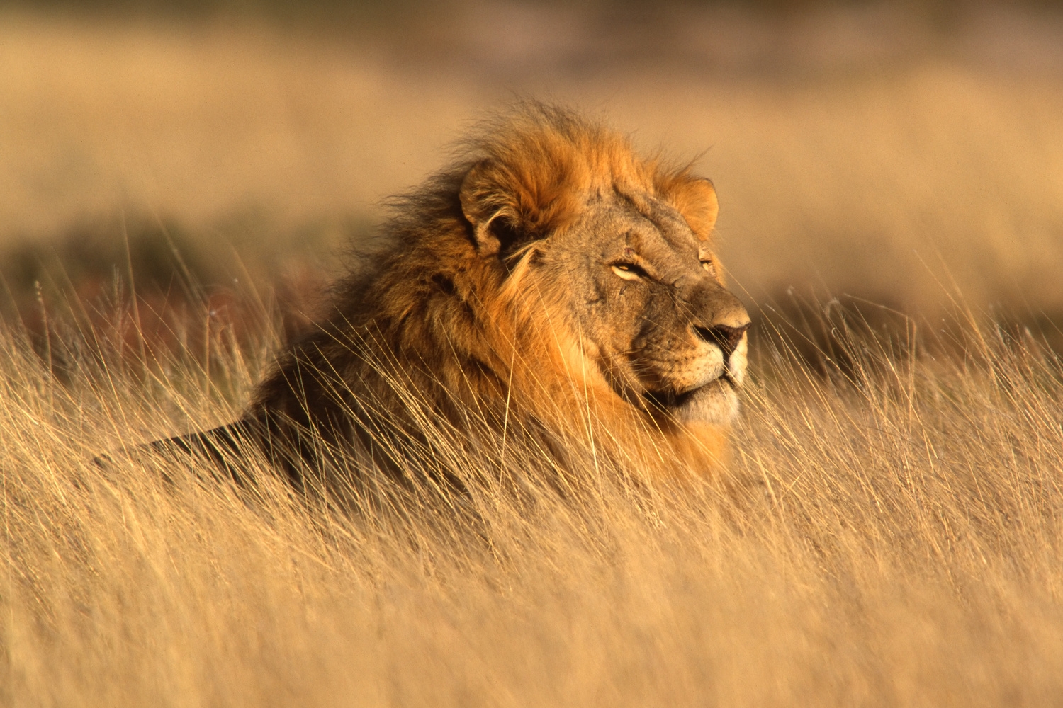 Big Five viewing main icon