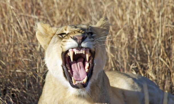 Nambiti Game Reserve