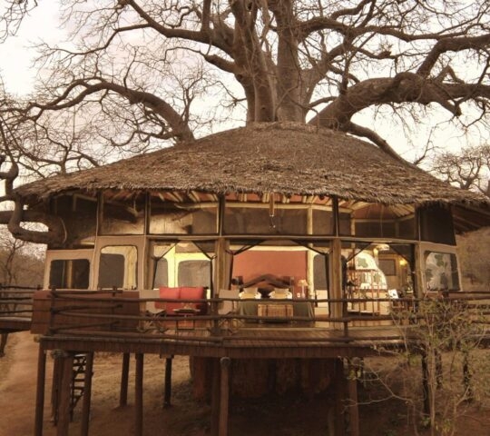 Tree house lit inside, Tarangire Treetops, Tarangire National Park, Tanzania
