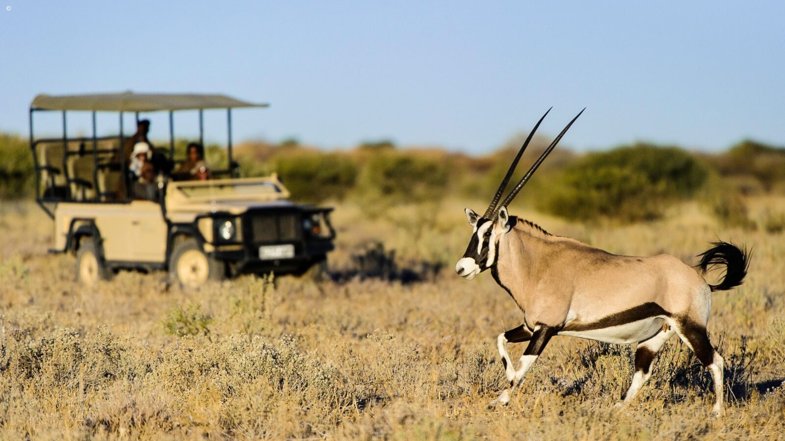 Antelope seen on safari, Central Kalahari Game Reserve, Botswana
