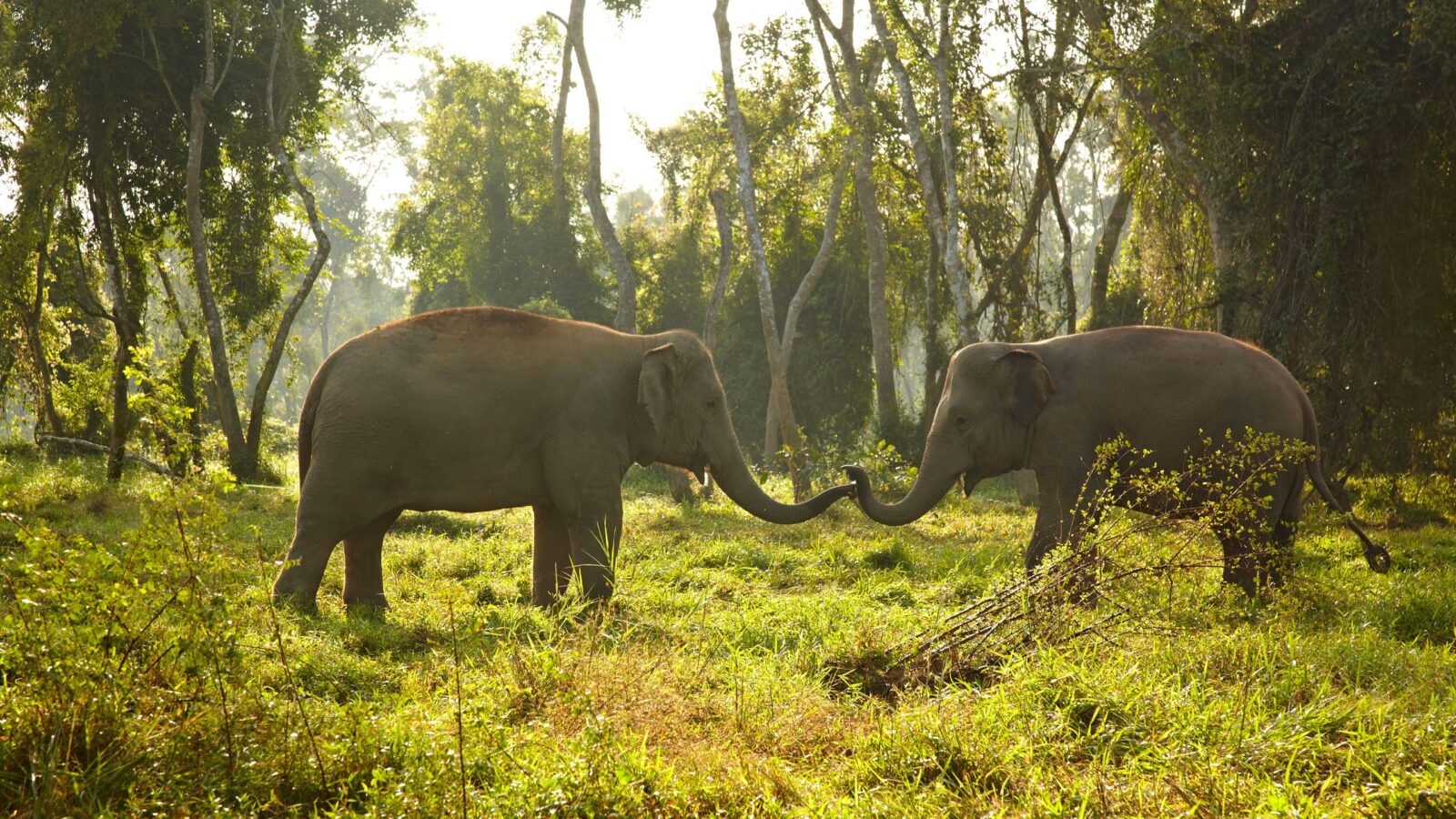 Asian elephants in their natural habitat