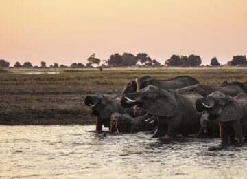 Chobe and Savuti thumbnail