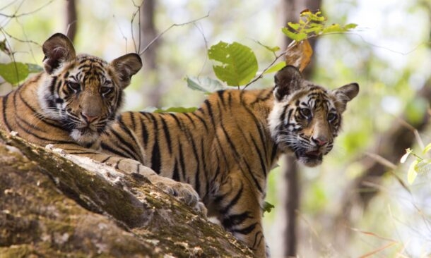 Tigers, Temples and the Taj