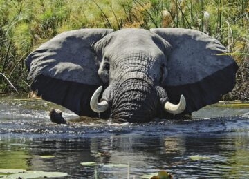 Okavango Delta thumbnail