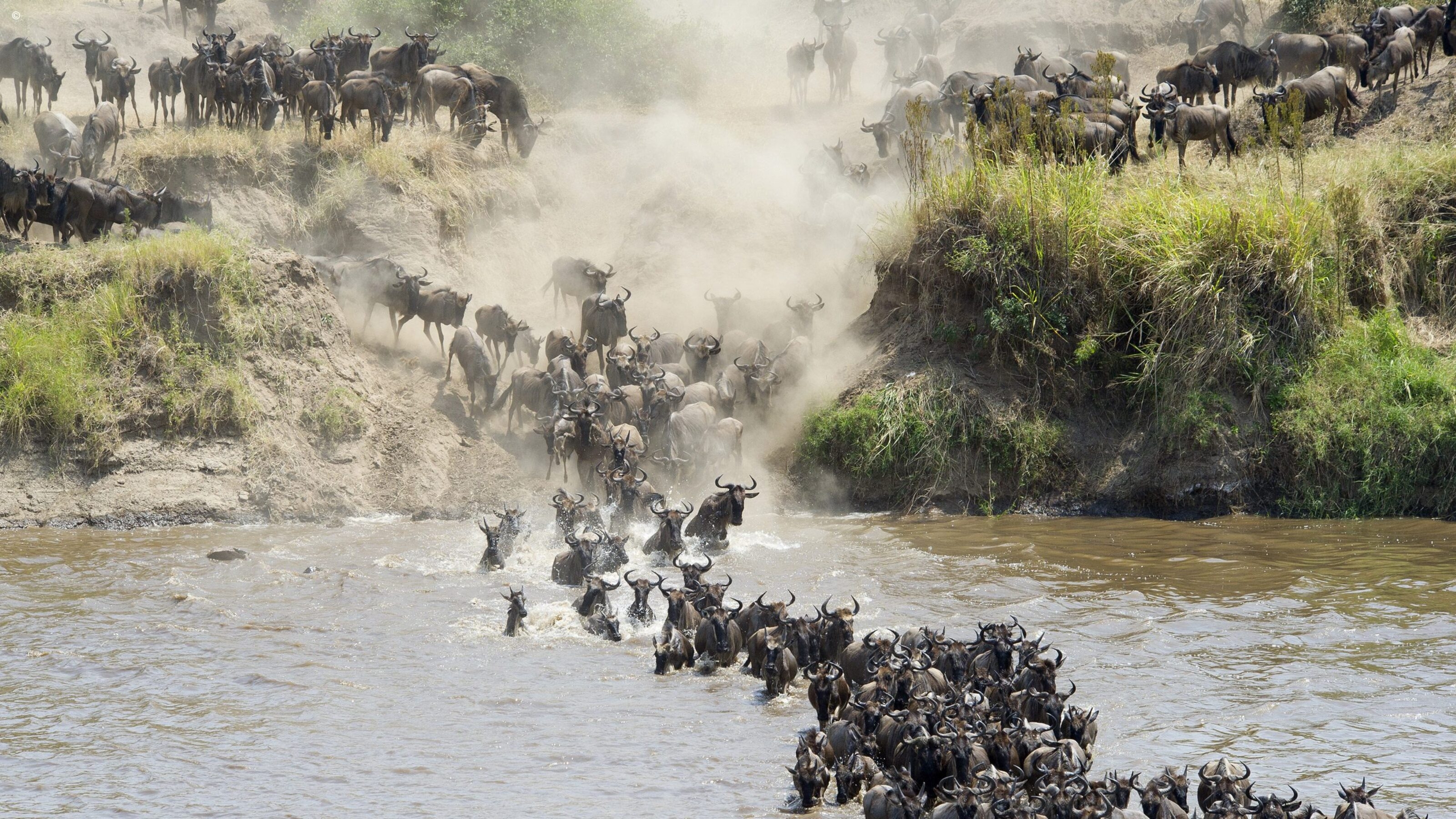 Wildebeest migration through the river of North Serengeti, Tanzania
