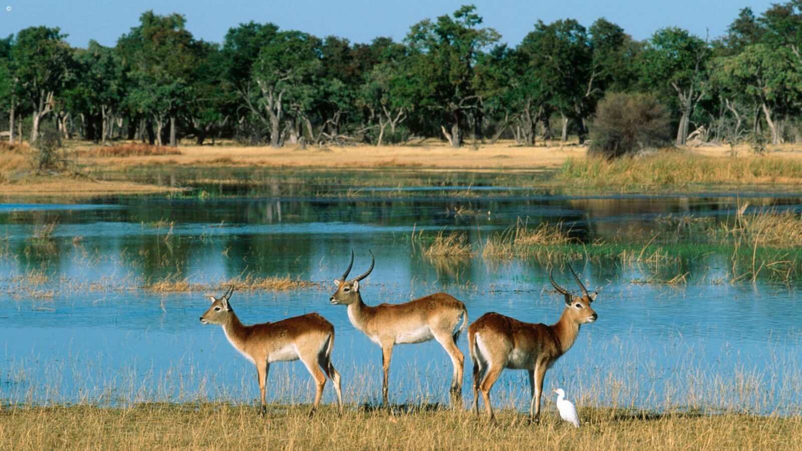 Three wild antelope and a white egret bird standing in long grass by a still watering hole