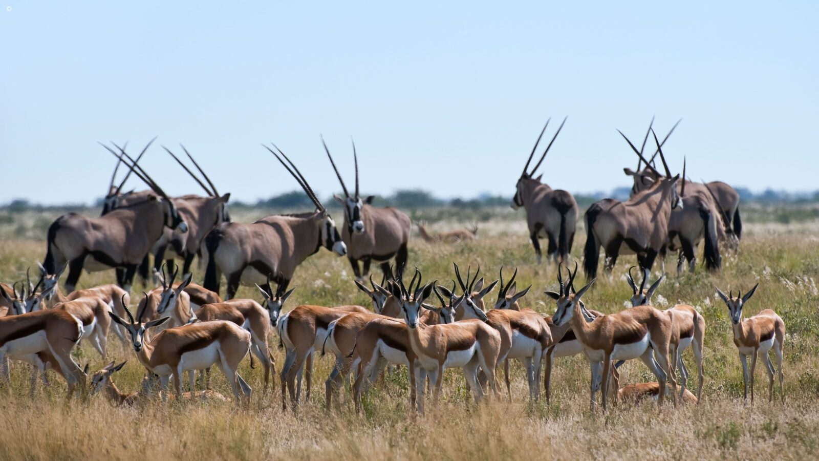 gemsbock and spring at Kalahari Plains Camp, Kalahari Desert