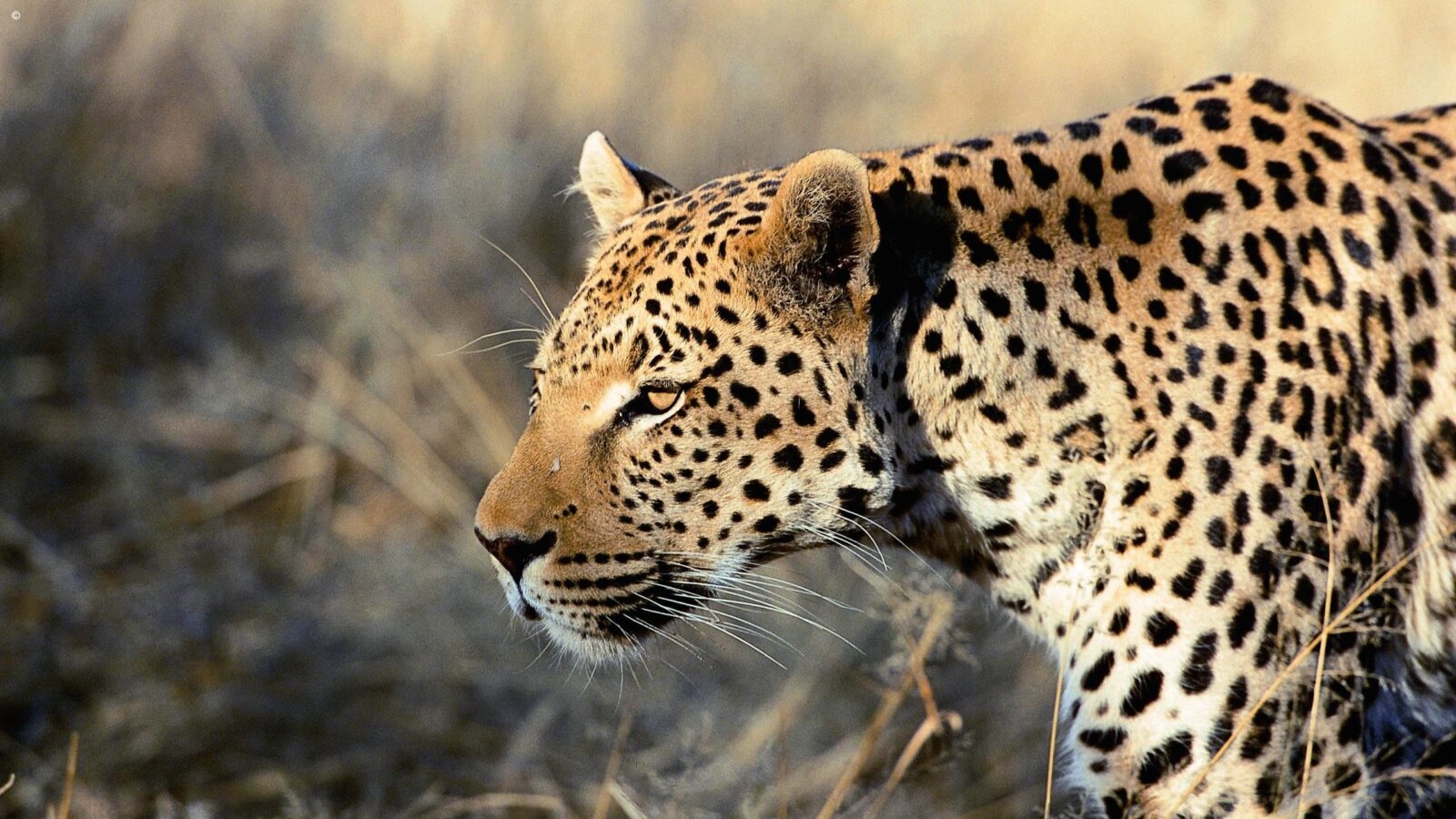 A close up of the head and shoulders of a wild leopard