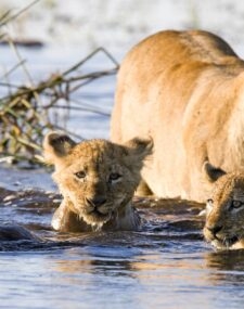 Ultimate Southern Africa Safari