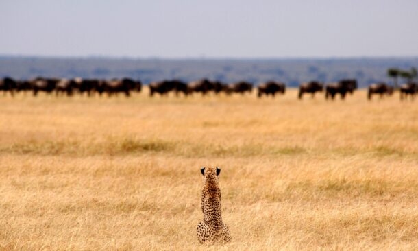 Deluxe Tanzania Safari Trip