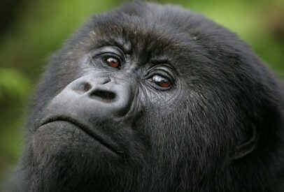 Luxury Rwandan Primate Adventure