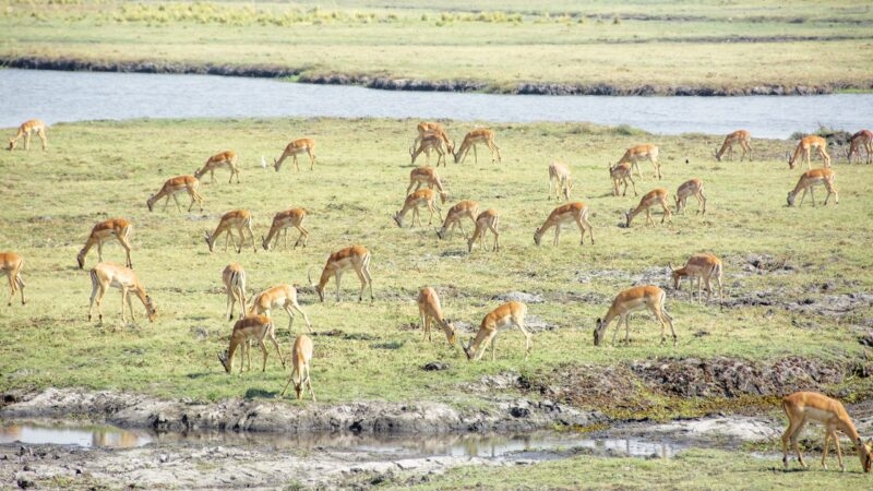 lower-zambezi-impala
