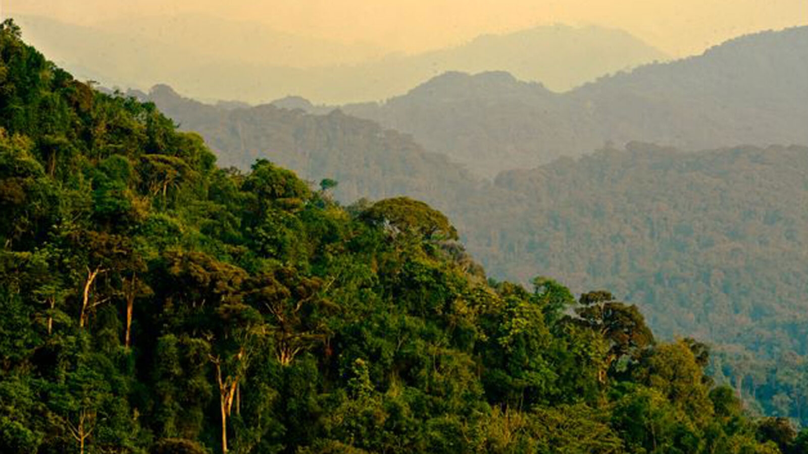 nyungwe-landscape-rwanda