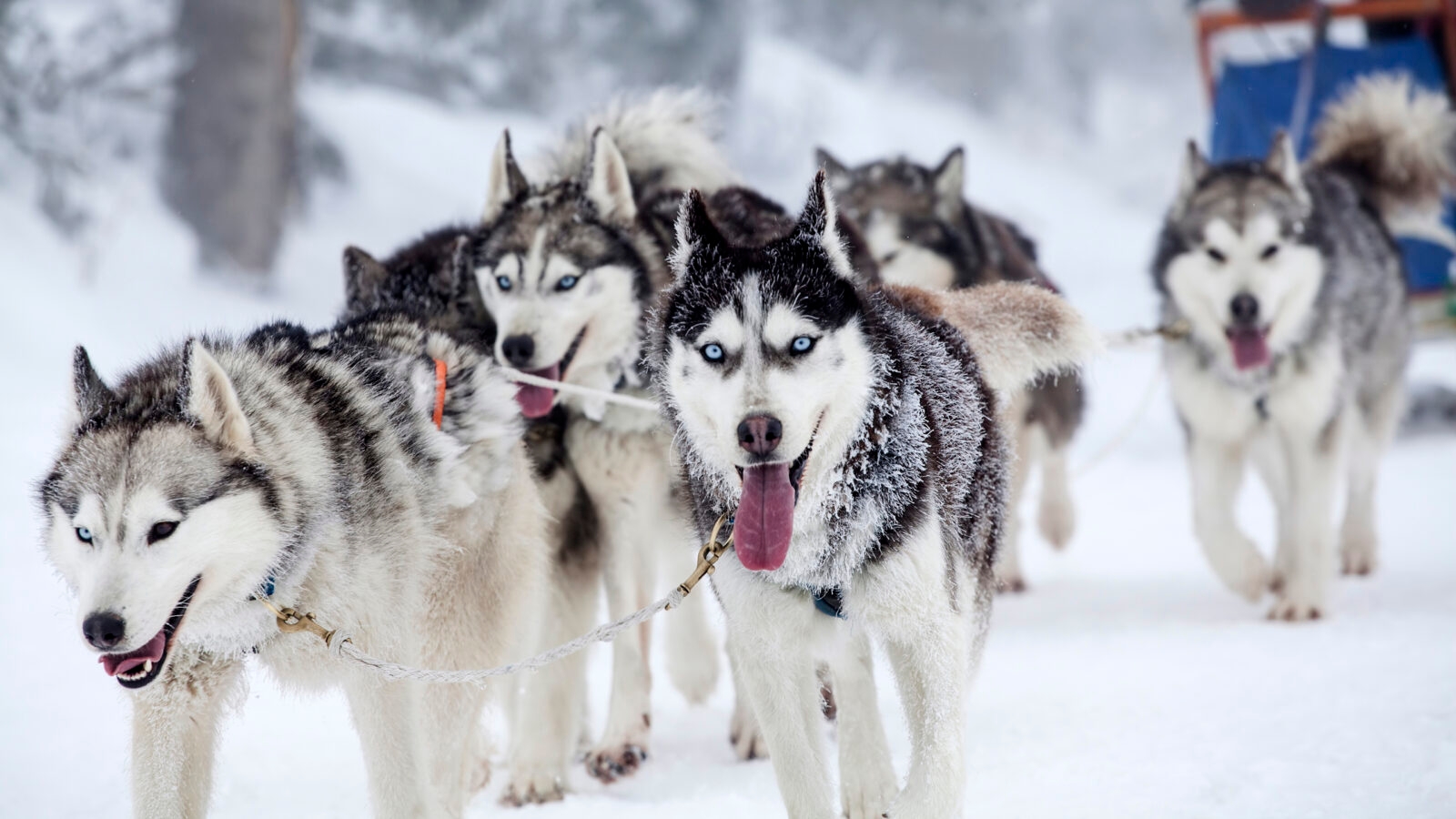 husky-sleigh-ride-lapland