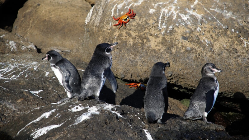 galapagos-penguins-and-crabs