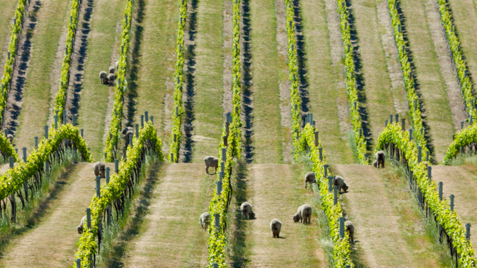 Babydoll sheep in a vineyard, Marlborough, New Zealand