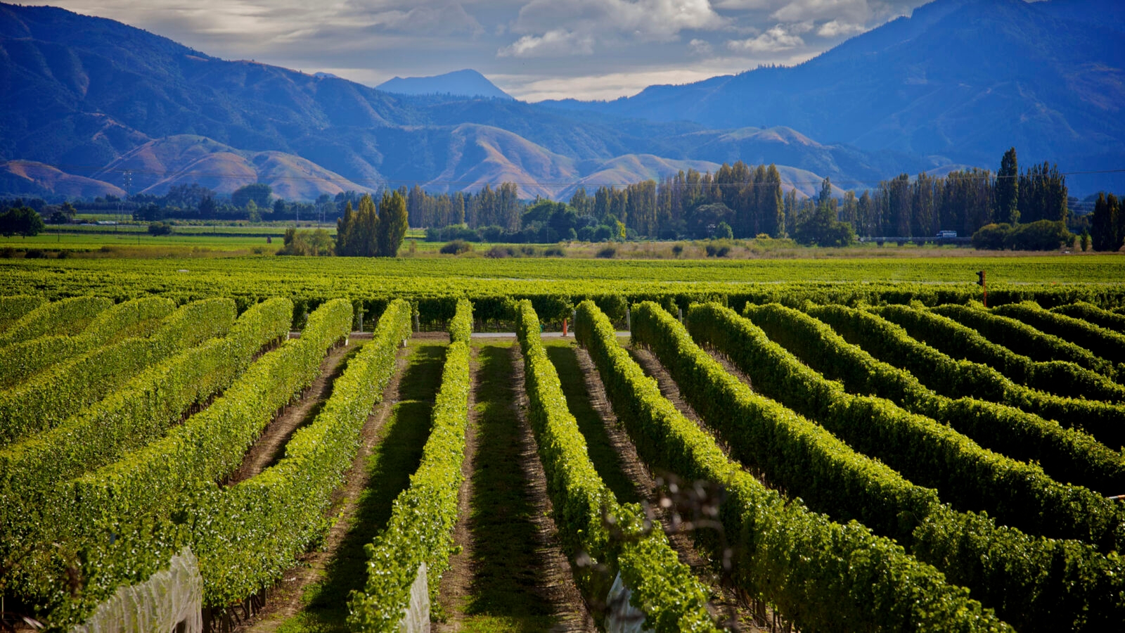 Marlborough Wine Region, New Zealand