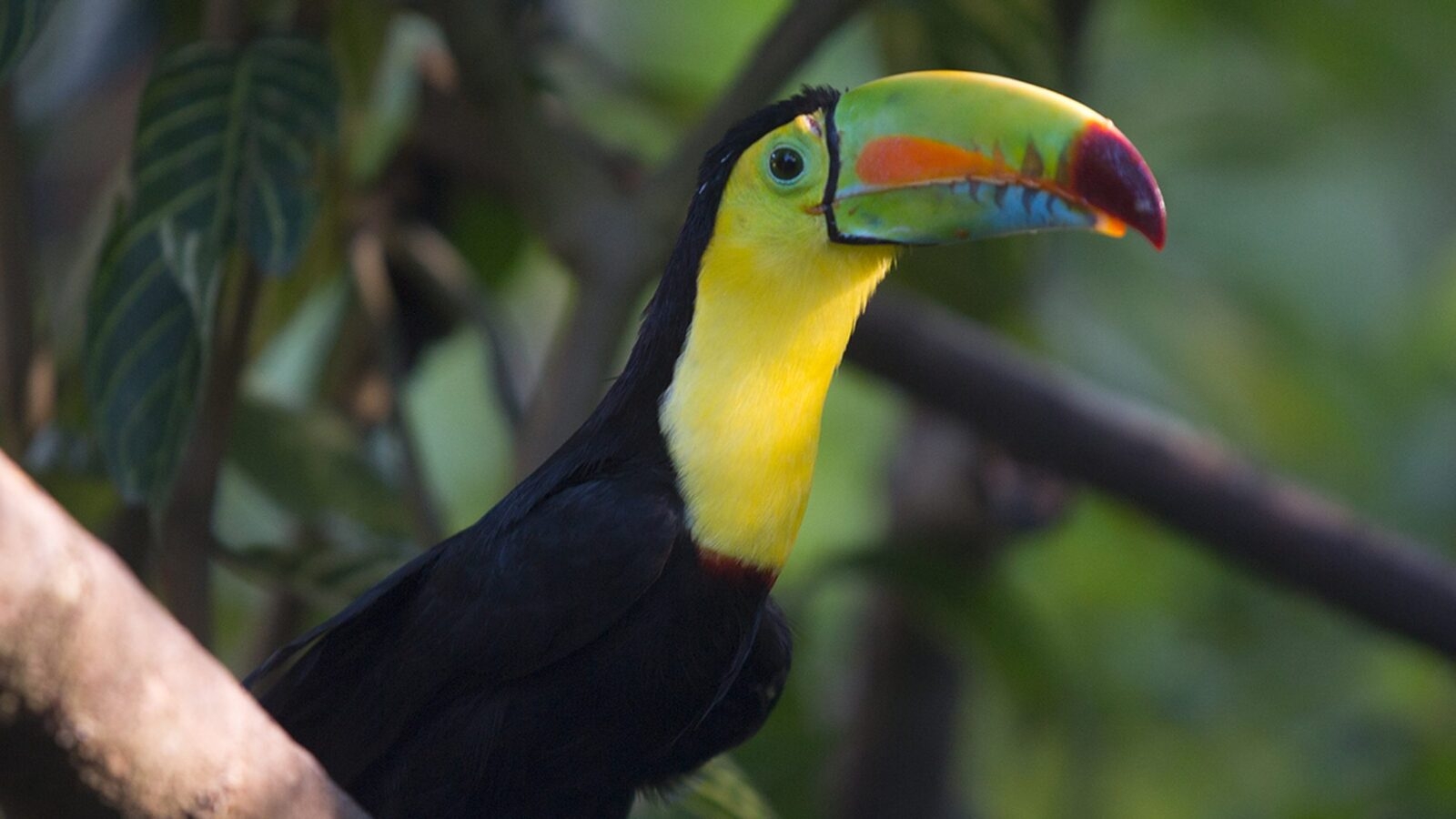 sierra-nevada-de-santa-marta-toucan