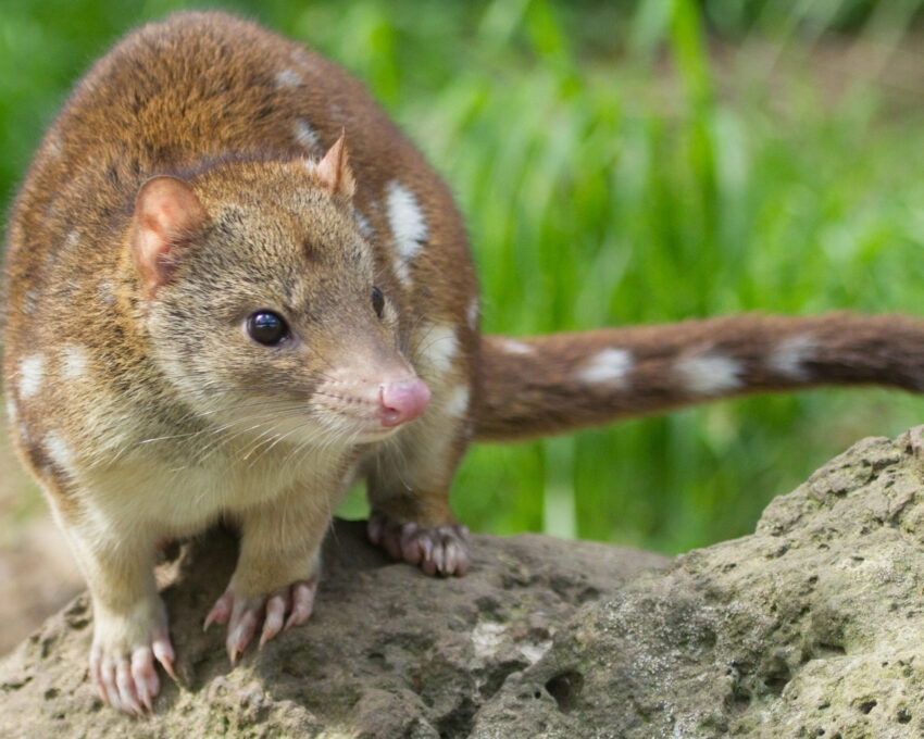 quoll-tasmania