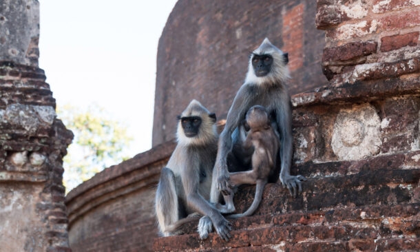 Wild Family Adventure in Sri Lanka