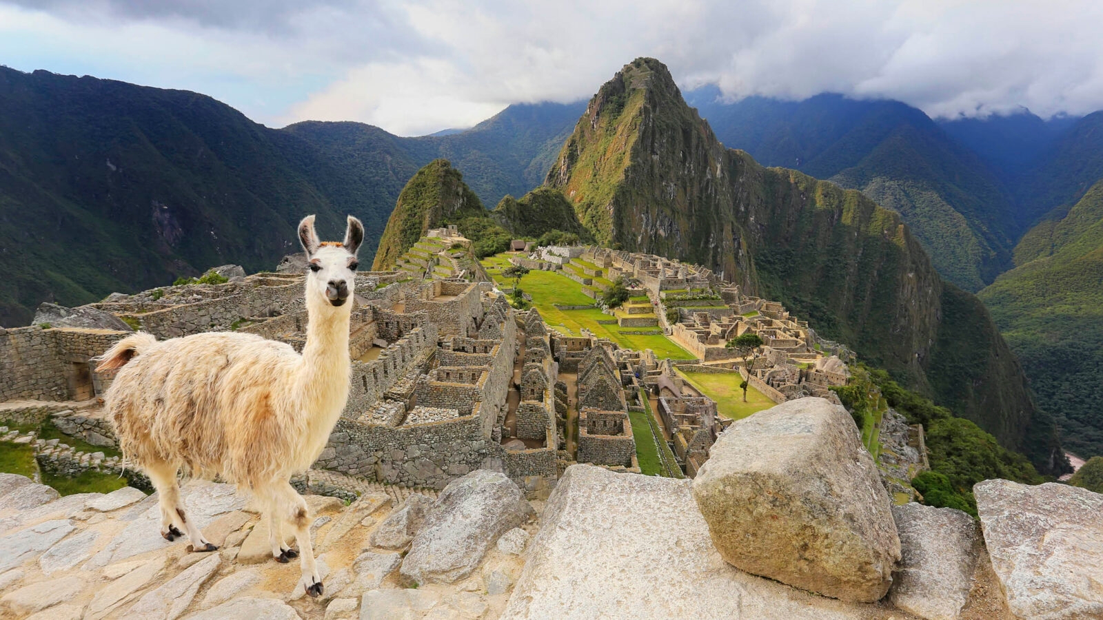 Llama standing at Machu Picchu overlook in Peru