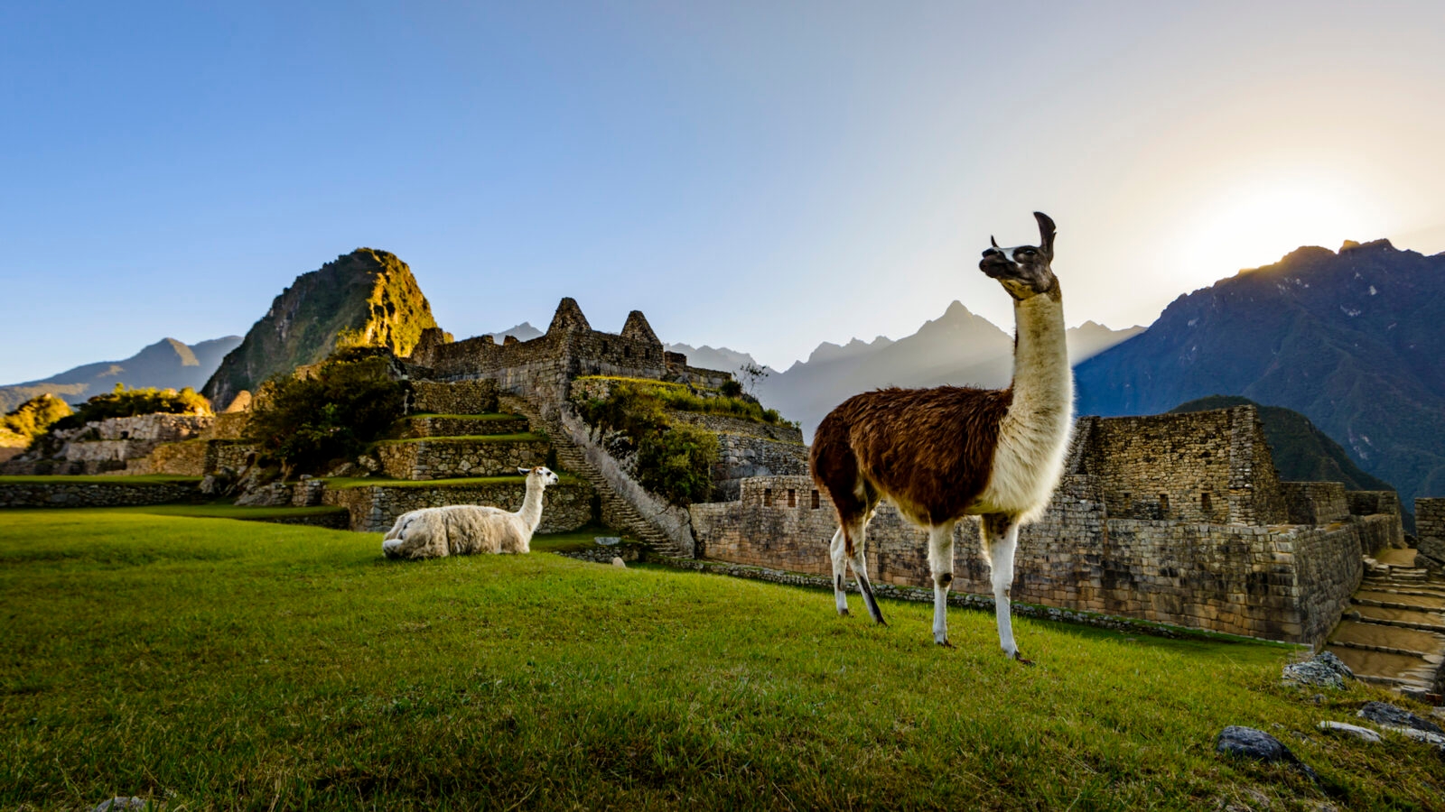 A llama walks around the ruins of Machu Picchu
