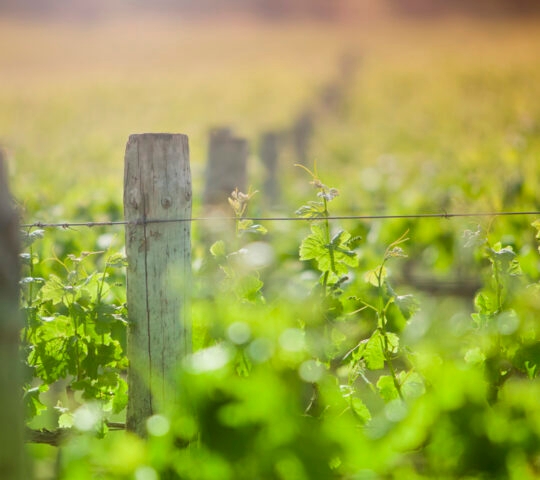 barossa-valley-australia